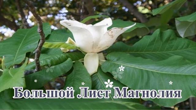 Самые редкие цветы в мире