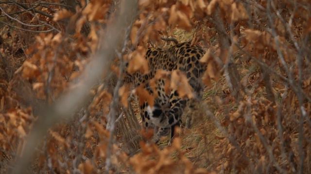 Дикая природа  России  2 часть 4 к  Ultra HD