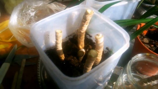 Уход и размножение драцены в домашних условиях