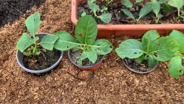 Результаты летнего  черенкования ГОРТЕНЗИИ//как сохранить черенки зимой