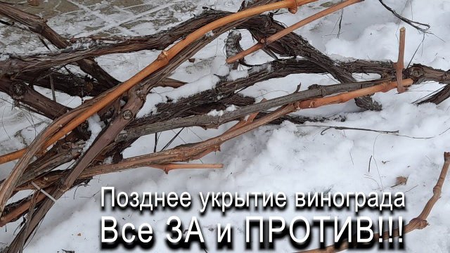 Позднее укрытие винограда. Все ЗА и ПРОТИВ. #ТриЭкоВиноградник