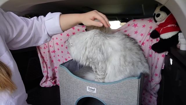 24 ЧАСА В БАГАЖНИКЕ С КОТОМ И СОБАКОЙ | ПОТЕРЯЛИ СОБАКУ, БИЛЛИ ДОГОНЯЕТ МАШИНУ