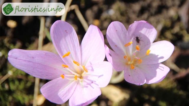 ? Осенний безвременник – посадка и уход в открытом грунте, пересадка безвременника и виды