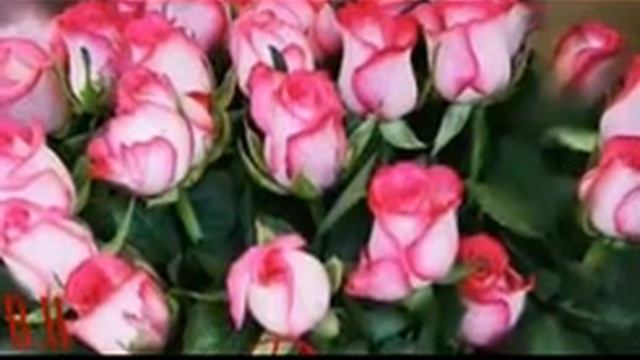 РОЗЫ КРАСНЫЕ,РОЗЫ БЕЛЫЕ