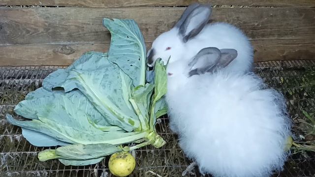 Кормление кроликов капустой ...