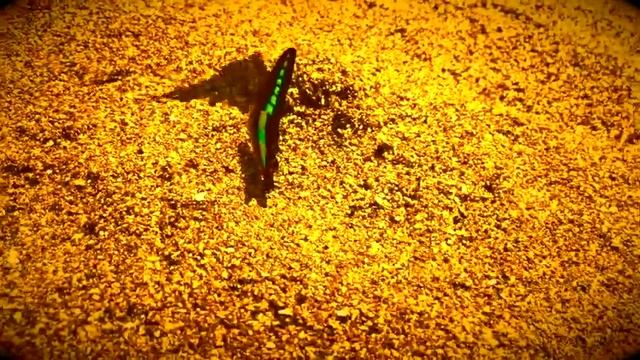 Под созвездием Стрельца /Блатной Трубадур/