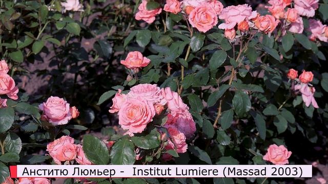 Роза Анститю Люмьер (Шраб)  Institut Lumiere (Massad Франция, 2003)