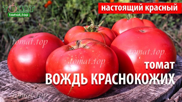 Томат Вождь краснокожих