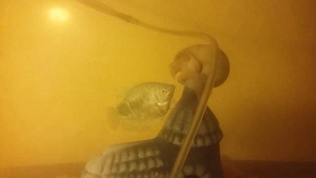 Тайны морских глубин.