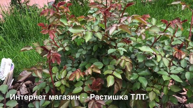 ХИМИЧЕСКИЙ ОЖОГ НА РОЗАХ.