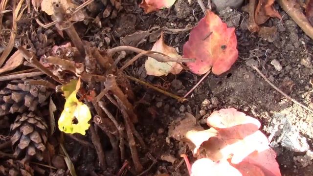 ВИНОГРАД ДЕВИЧИЙ ВИЧИ  КАК РАЗМНОЖИТЬ!?