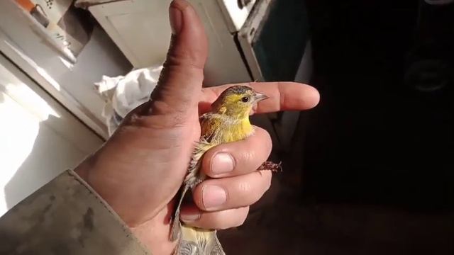 Разбираемся как отличить чижа самку от самца.