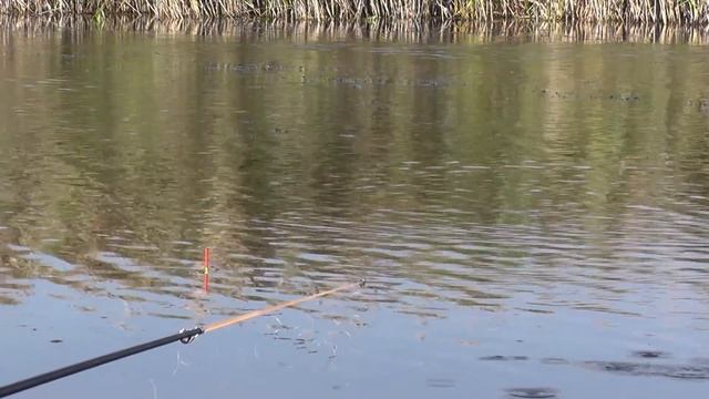 ПОПЛАВОЧНАЯ РЫБАЛКА на КАРАСЯ ОСЕНЬЮ | КАРАСЬ на МАНКУ и ОПАРЫША