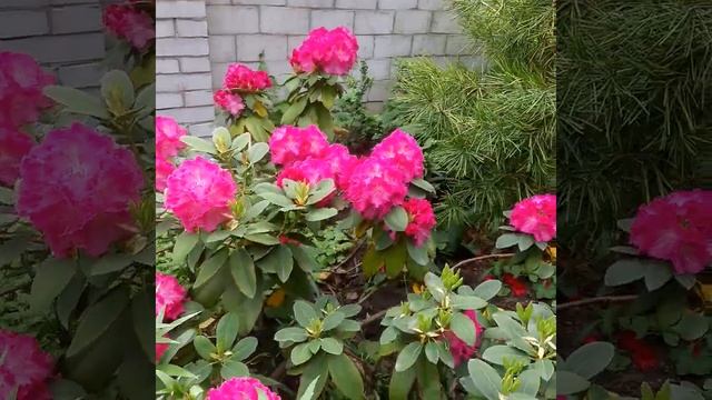 Rhododendron Germania. Рододендрон Германия.