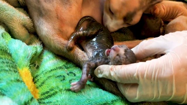 КАНАДСКИЙ СФИНКС РОЖАЕТ 18+ SPHINX RIDES