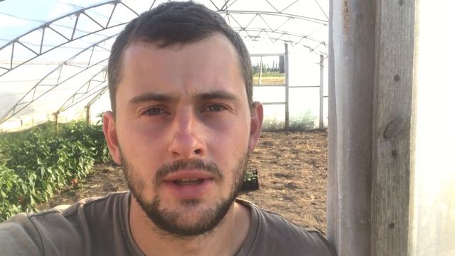 Трипсы на огурцах чем обработать ?