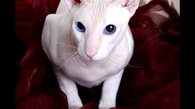 Топ 10 самых дорогих пород кошек в мире