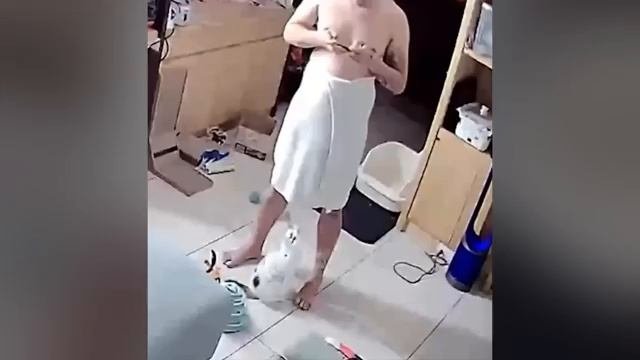 СМЕШНЫЕ ЖИВОТНЫЕ/ПРИКОЛЫ/СМЕХ #СМЕХЖИЗНЬ