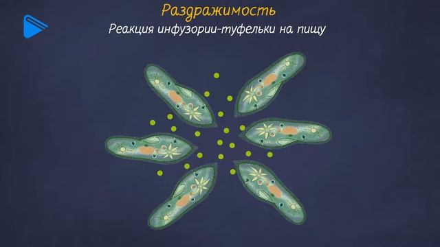 7 класс - Биология - Тип ресничные, или инфузории
