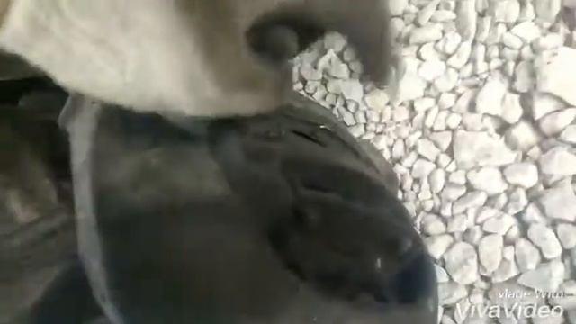 Т 4 замена передних колодок.
