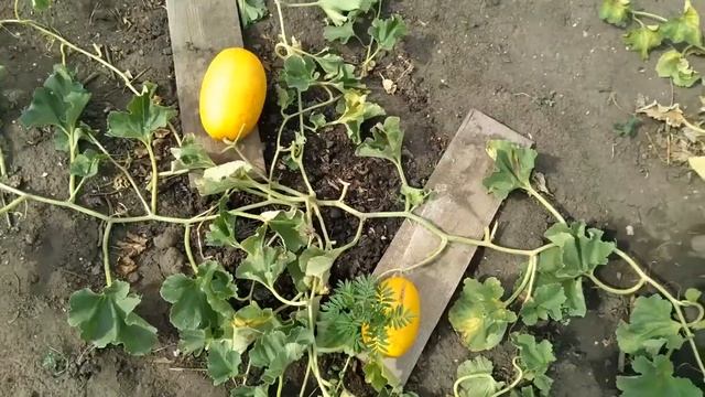 Выращивание дыни на Урале это реально.