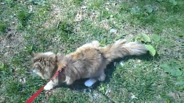 ПОГУЛЯЕМ! На поводке???? КОШКА на ПОВОДКЕ