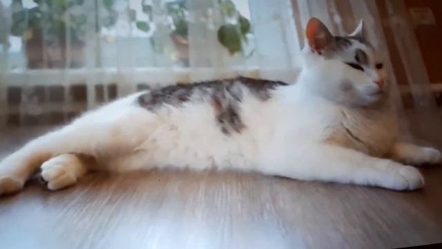 Анука давайка и их кошечка Мурка. Видео про Мурку из канала: анука давайка