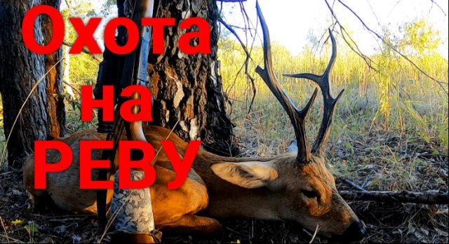 Охота на реву. Охота на самца косули на гону.