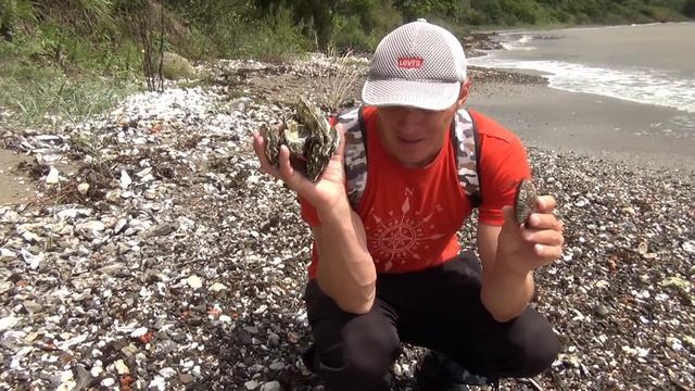 Сбор морепродуктов после шторма. поиск морепродуктов на берегу. дары моря после шторма.