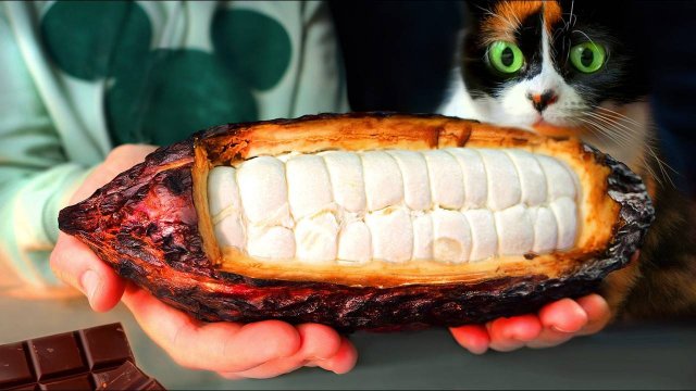 Я сделал шоколад с нуля