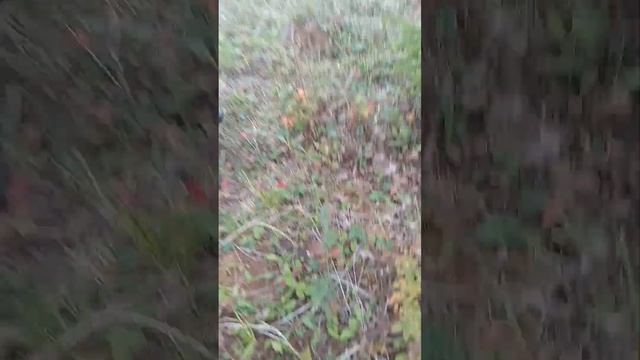 идём в лес за грибами