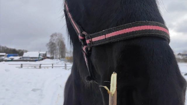 Конный влог. Стала куратором лошади? Влог №152