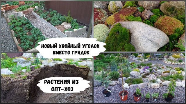 Новый хвойный уголок вместо грядок. Растения из Опт-Хоз.