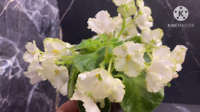 Цветущие фиалки. Cabbage Goddess, Pixie Parade, Прозрачный Аметист, Vi-Lotos, Black Pearl