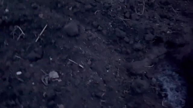 Хоста посадка весной в грунт , как правильно