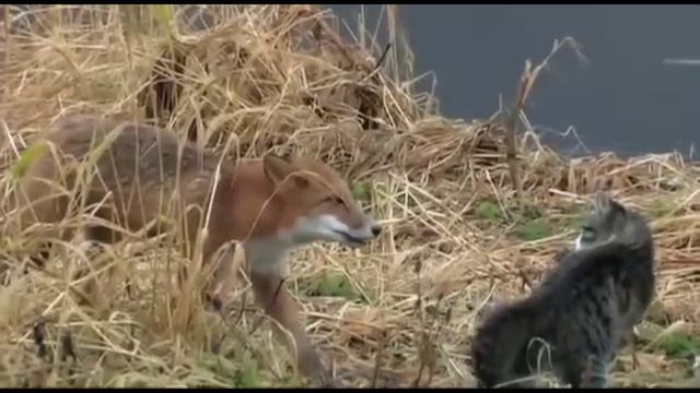 Кот и лиса