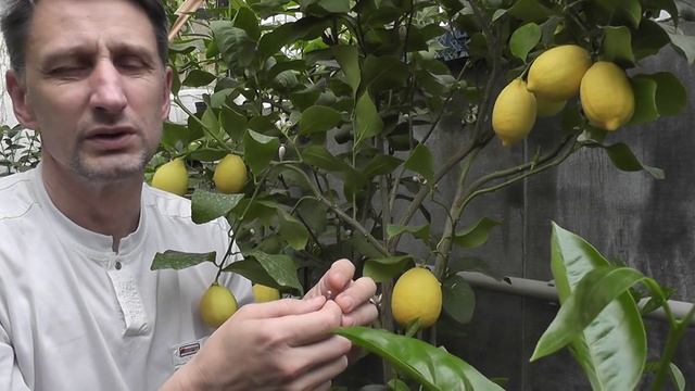 Citrus limon "Femminello Carrubaro" лимон "Фемминелло Каррубаро"