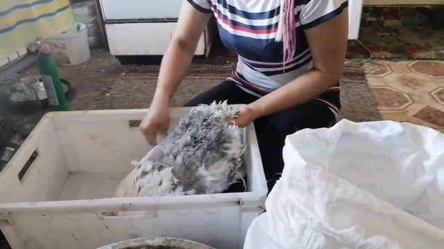 Забой и разделка гуся