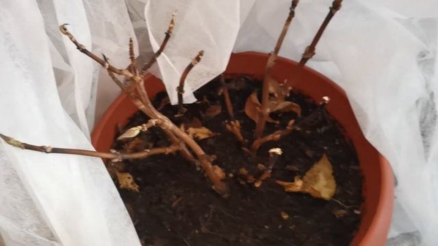 Дачные будни 2022: первый выезд на дачу в начале апреля