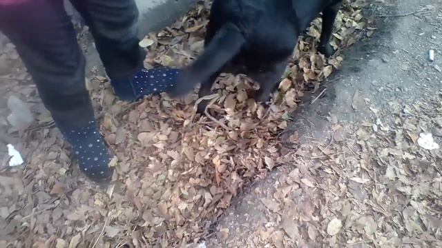 Как гуляют собаки!