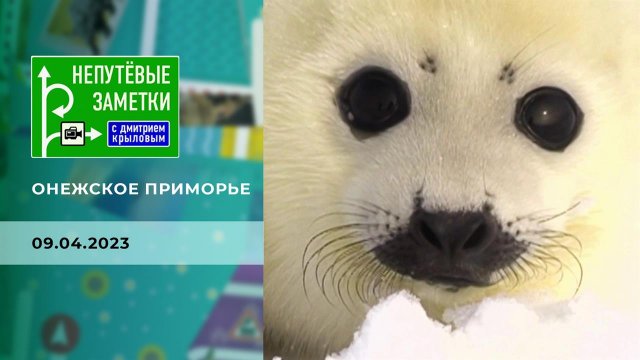 Онежское приморье. Непутевые заметки. Выпуск от 09.04.2023