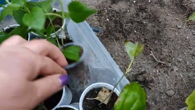 Как сохранить гортензию? Укорененные черенки - зимовка.