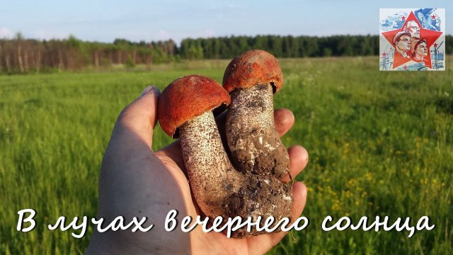 Грибы. В лучах вечернего солнца. Грибалка. Тихая охота. Архив.