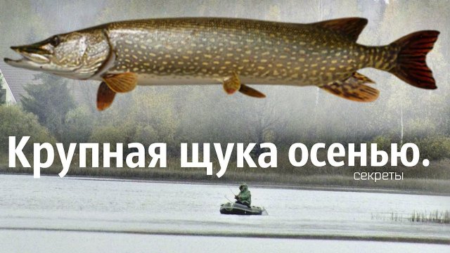 Как поймать крупную щуку осенью? Где стоит крупная щука осенью? Щука в октябре ноябре.
