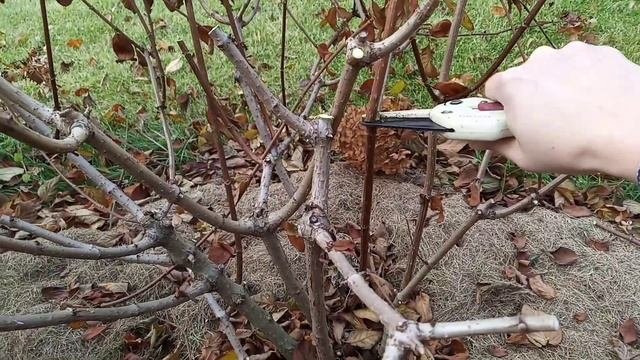 Осенняя обрезка метельчатой гортензии