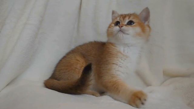 Британская золотая шиншилла котик очень яркий лисеныш ny 25