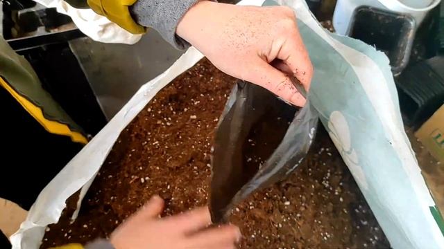 Интересный способ выращивания ЛИЛИЙ в домашних условиях