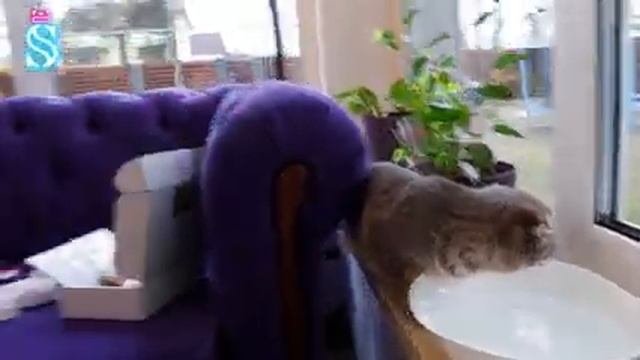 Что Тима подарил Эмме и кошке Мавке на 8 марта ?