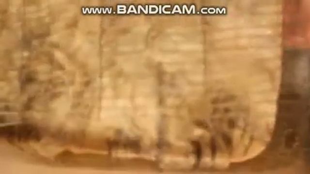 Как мыть овечью шерсть