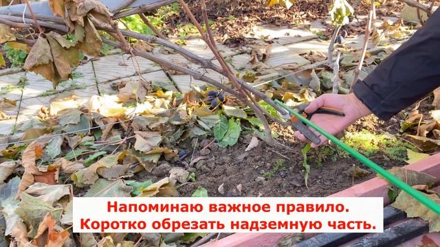 Пересадка взрослого куста винограда осенью.